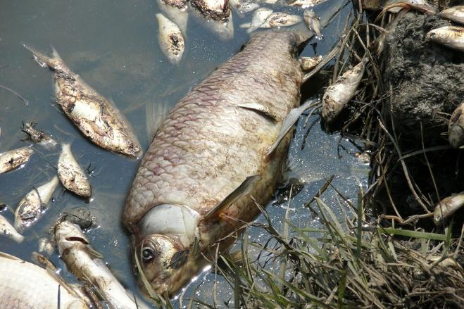 Ситуація під контролем: Міндовкілля щодо якості води у річках Сейм та Десна